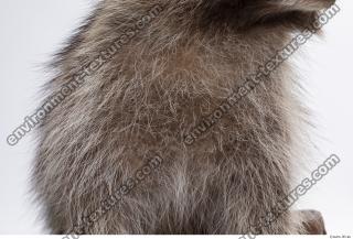 raccoon fur 0007